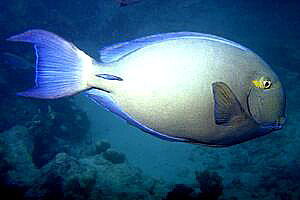 Pesce chirurgo (Acanthurus blochii)