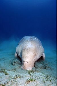 Dugongo (Dugong dugon)