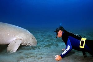 Dugongo (Dugong dugon)