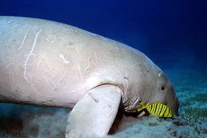 Dugongo (Dugong dugon)