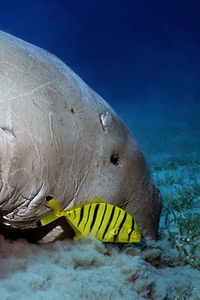 Carango giallo (Gnathanodon speciosus)