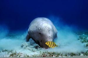 Dugongo (Dugong dugon)