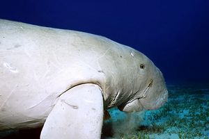 Dugongo (Dugong dugon)