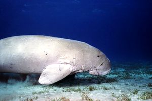 Dugongo (Dugong dugon)