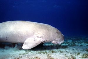 Dugongo (Dugong dugon)