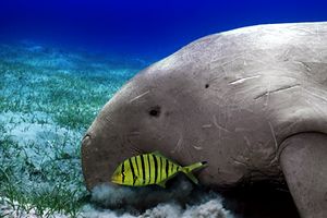 Dugongo (Dugong dugon)