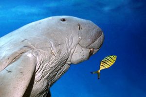 Dugongo (Dugong dugon)