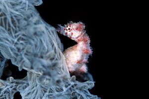 Cavalluccio pigmeo dei coralli molli (Hippocampus sp. 2)