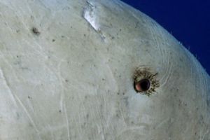 Dugongo (Dugong dugon)