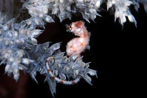 Cavalluccio pigmeo dei coralli molli (Hippocampus sp. 2)