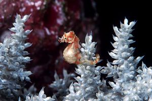 Cavalluccio pigmeo dei coralli molli (Hippocampus sp. 2)