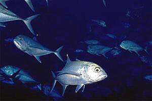 Carangide (Caranx sexfasciatus)