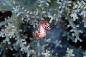 Cavalluccio pigmeo dei coralli molli (Hippocampus sp. 2)