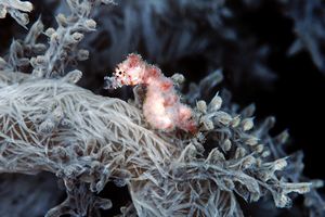 Cavalluccio pigmeo dei coralli molli (Hippocampus sp. 2)