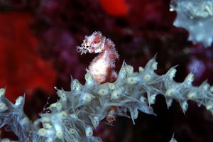 Cavalluccio pigmeo dei coralli molli (Hippocampus sp. 2)