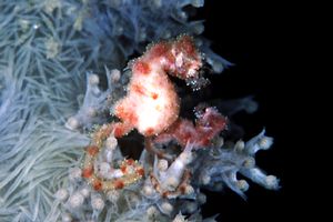 Cavalluccio pigmeo dei coralli molli (Hippocampus sp. 2)