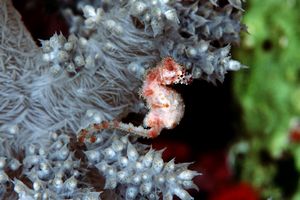 Cavalluccio pigmeo dei coralli molli (Hippocampus sp. 2)