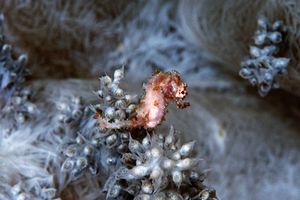 Cavalluccio pigmeo dei coralli molli (Hippocampus sp. 2)