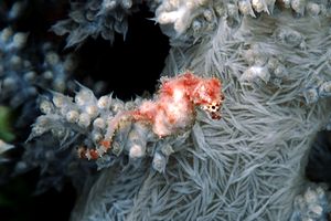 Cavalluccio pigmeo dei coralli molli (Hippocampus sp. 2)