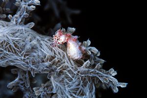 Cavalluccio pigmeo dei coralli molli (Hippocampus sp. 2)