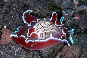 Cefalaspide (Hydatina physis)