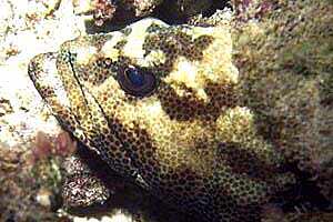 Cernia 'testa di toro' (Epiphelus fuscoguttatus)