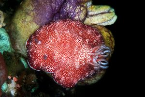 Chromodoris (Chromodoris tinctoria)