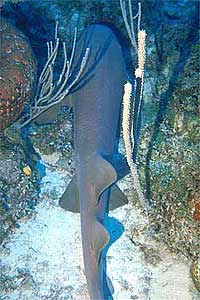 Squalo nutrice (Ginglymostoma cirratum)