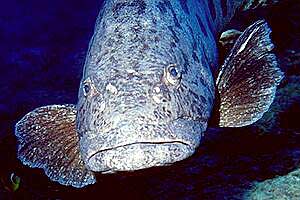 Cernia 'potato cod' (Epinephelus tukula)