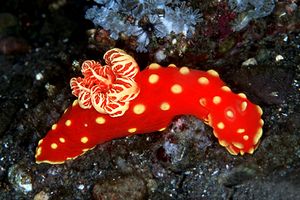 Gymnodoris (Gymnodoris aurita)