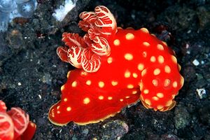 Gymnodoris (Gymnodoris aurita)