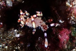 Flabellina (Flabellina riwo)