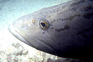 Cernia 'potato cod' (Epinephelus tukula)