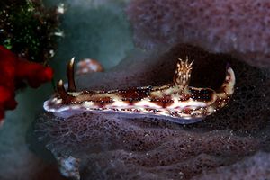 Hypselodoris (Hypselodoris krakatoa)