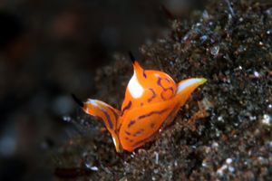 Cefalaspide (Siphopteron tigrinum)