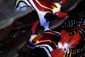 Nembrotha (Nembrotha aurea)