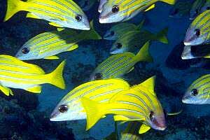 Lutiano a righe gialle (Lutjanus kasmira)