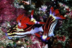 Nembrotha (Nembrotha aurea)