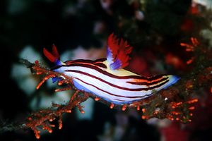 Nembrotha (Nembrotha aurea)