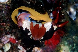 Nembrotha (Nembrotha purpureolineata)