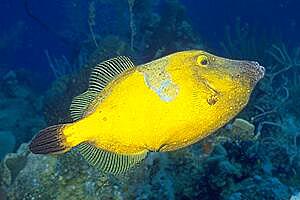 Pesce balestra a pois bianchi (Cantherhines macrocerus)