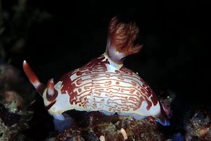 Nembrotha (Nembrotha lineolata)