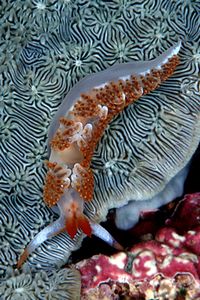 Moridilla (Moridilla brockii)