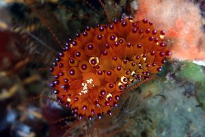 Ianolo (Janolus sp.1)