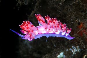 Flabellina linea rossa (Flabellina rubrolineata)