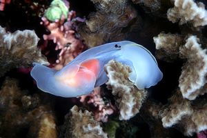 Chelidonura (Chelidonura amoena)