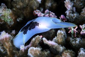 Chelidonura (Chelidonura amoena)