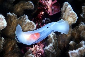 Chelidonura (Chelidonura amoena)