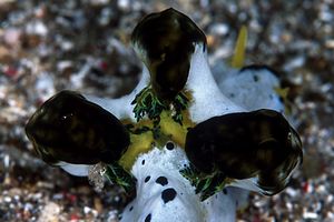 Notodoris (Notodoris serenae)