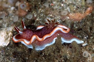 Glossodoris (Glossodoris rufomarginata)